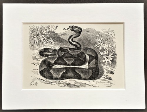 Copperhead pit viper snake - pit,