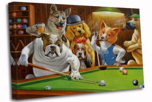 Hunde spielen pool - spielen,